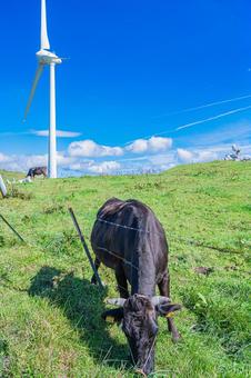 四国地方　四国カルスト台地の風景 カルスト台地,四国,四国地方の写真素材