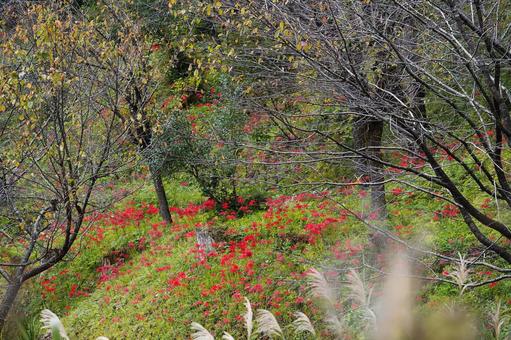 秋の斜面を埋め尽くす彼岸花とススキの風景 秋の斜面を埋め尽くす彼岸花とススキの風景 彼岸花,曼珠沙華,花畑の写真素材