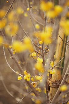 ロウバイの花 ロウバイの花の写真