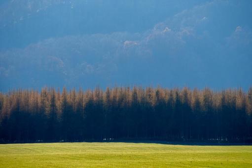 青い山なみを背景に佇むカラマツ林 樹木,カラマツ,落葉松の写真素材