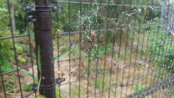 ジョウログモ ジョウログモ,蜘蛛,雨模様の写真素材