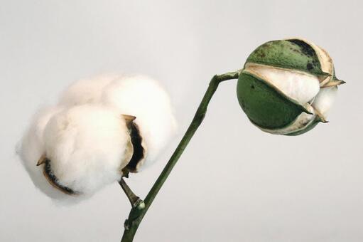 綿花 綿木,野外,自然の写真素材