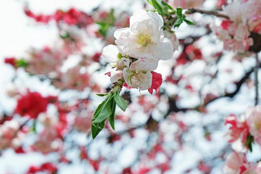 Photo, peach blossoms, peach, flower peach, 