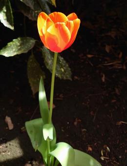 Illuminated Tulips, JPG