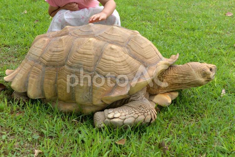 リクガメを触る子 リクガメ,爬虫類,亀の写真素材