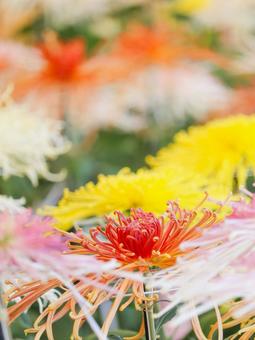 菊 菊 菊,菊の花,キクの写真素材