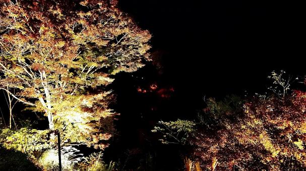 Autumn foliage around Awamatano Falls at night in Yoro Valley, Chiba Prefecture, JPG Autumn foliage around Awamatano Falls at night in Yoro Valley, Chiba Prefecture, JPG