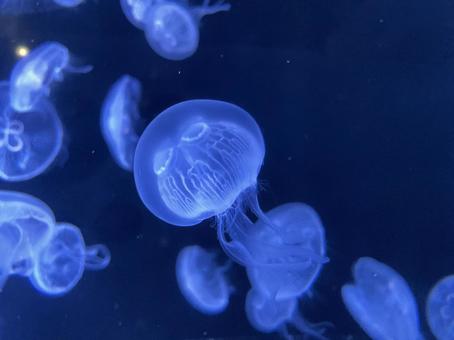 Moon jellyfish, JPG Moon jellyfish, JPG
