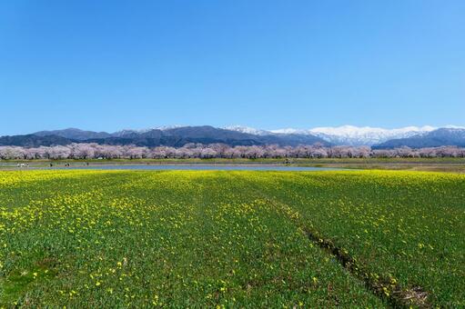春の四重奏で知られる、舟川べり桜並木。 桜,さくら,花見の写真素材