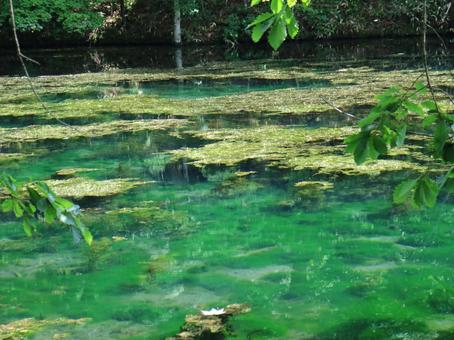 緑の池の写真