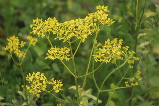 Photo, blumen, blume, natürlich, 