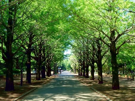 光が丘公園の並木道 光が丘公園の並木道 東京都立光が丘公園,並木道,木陰道の写真素材