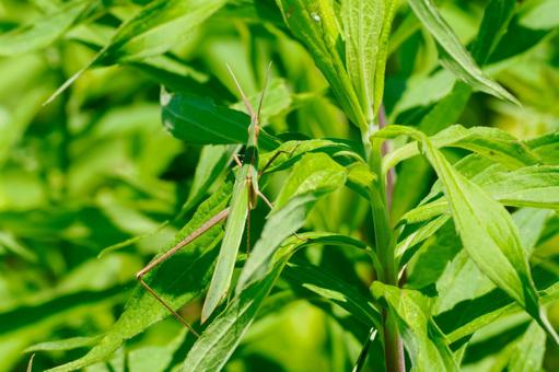 Short-horned grasshopper (3), JPG