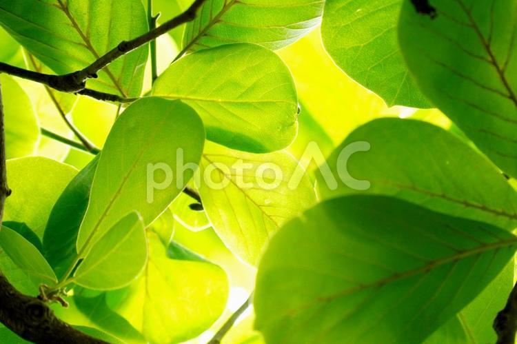 木漏れ日 アップ,グリーン,接写の写真素材