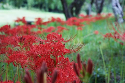 公園に咲く晩夏の赤い彼岸花 彼岸花,曼珠沙華,赤の写真素材