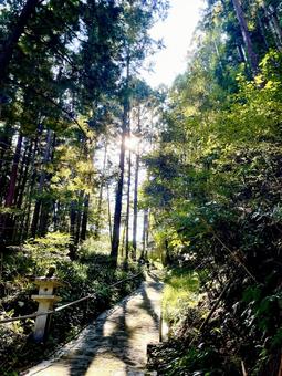 石畳の山道 石畳の山道 山道,石畳,林の写真素材