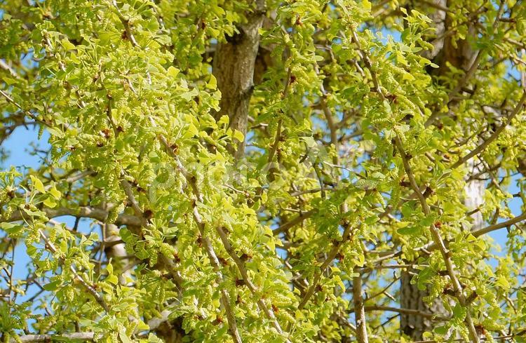 【植物の写真】イチョウの新葉 自然,風景,景色の写真素材