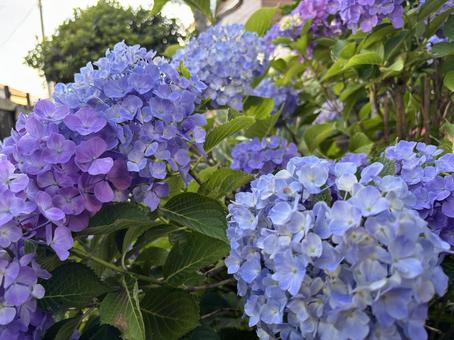 Hydrangea 6, JPG Hydrangea 6, JPG