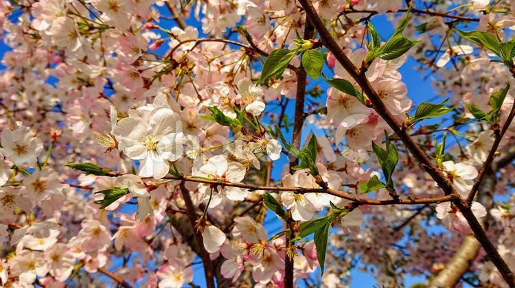 春の訪れを告げる桜 満開,提灯,桜の写真素材