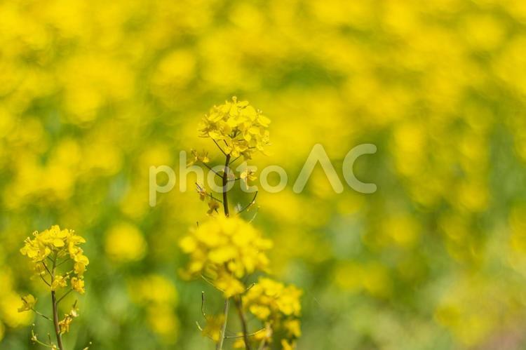 菜の花畑の中の菜の花１ 菜の花,大潟村,春の写真素材