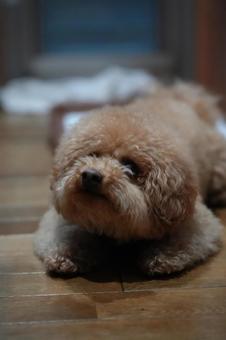 お座りミニチュアダックスフント トイプードル,ミニチュアダックスフンド,ミックスの写真素材