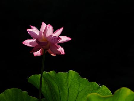 ハスの花【極楽浄土】 ハスの花【極楽浄土】の写真