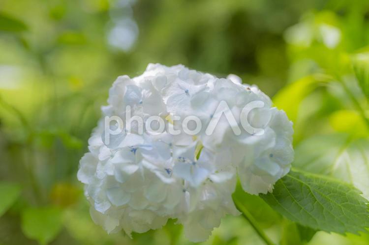 梅雨の季節に映える紫陽花の花 紫陽花,あじさい,梅雨の写真素材