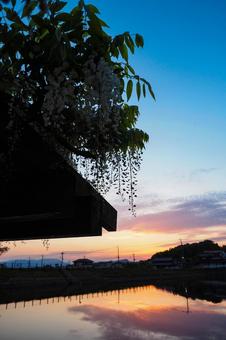 藤棚と水面に映った夕景 藤棚と水面に映った夕景の写真