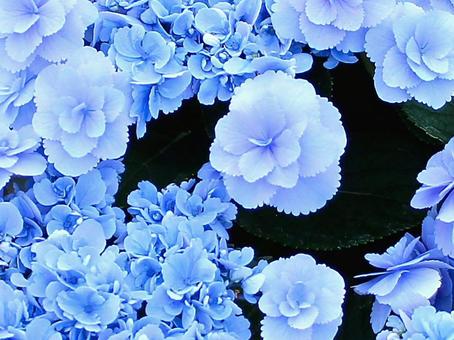 Japanese Flowers, JPG Japanese Flowers, JPG