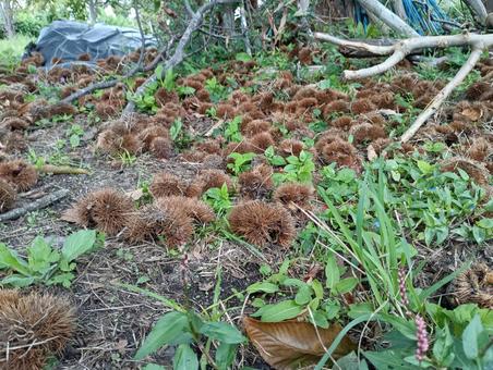 落ちているイガグリ03 落ちているイガグリ03 栗,秋,栗拾いの写真素材