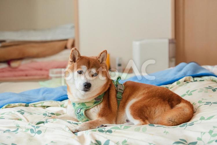 向こうが気になって振り向く柴犬 柴犬,しばいぬ,日本犬の写真素材