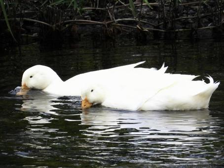 餌を探すペアのアヒル 鳥,野鳥,アヒルの写真素材