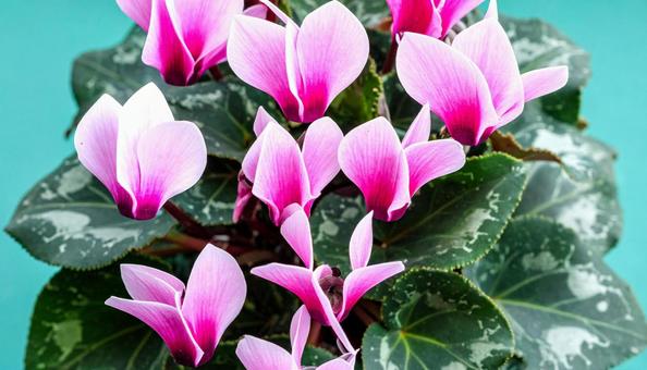 冬の花 シクラメン 冬の花 シクラメンの写真