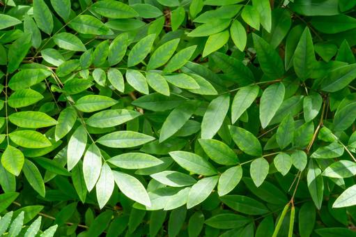 夏の生い茂るニワフジ 夏の生い茂るニワフジの写真
