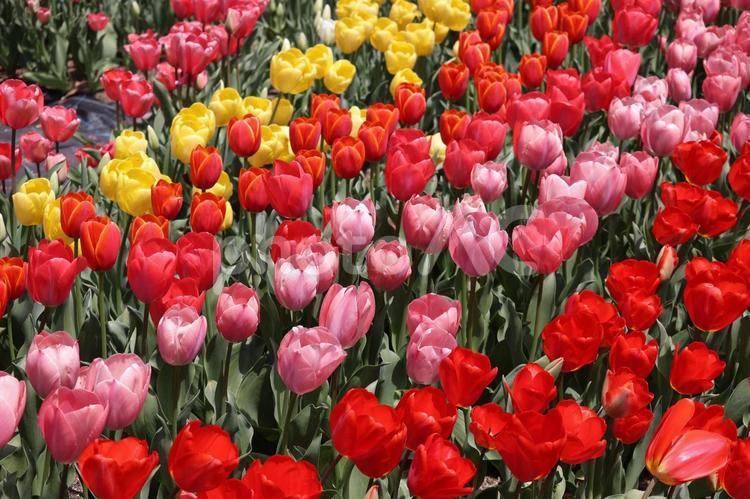 色とりどりのチューリップの花の咲く花壇 色とりどり,チューリップ,花の写真素材