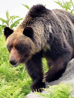 野生のヒグマ ヒグマ,クマ,野生の写真素材