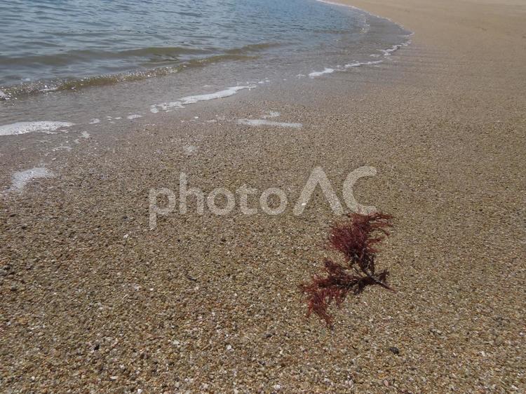 翼を広げた海藻が落ちていた 海,風景,景色の写真素材