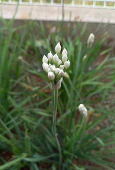 Photo, nila, flower, white, 