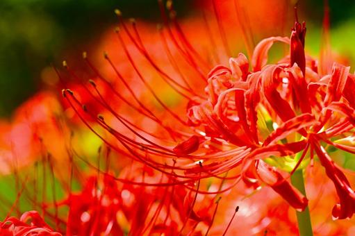 華やかで美しい 赤い彼岸花 華やかで美しい 赤い彼岸花 彼岸花,花,曼珠沙華の写真素材