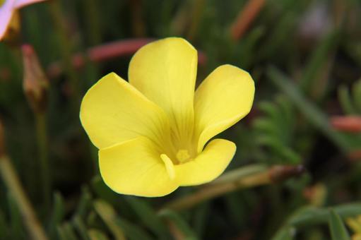 Photo, oxalis, a flower, bulbous plant, 