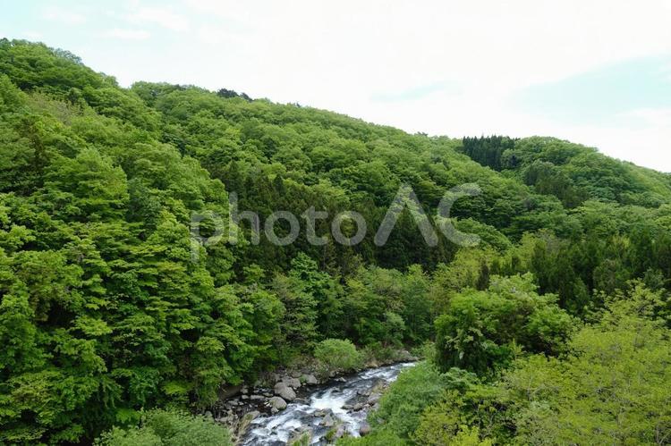 横川渓谷　春（初夏）の新緑の風景　下流域 横川渓谷,絶景,名勝の写真素材