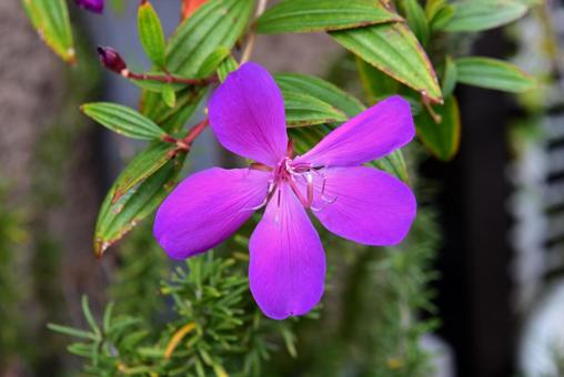 Photo, sicono button, flower, bluish purple, 