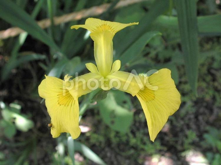アヤメ・菖蒲、文目 アヤメ,自然,草花の写真素材