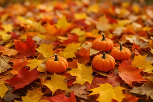 紅葉と並ぶ南瓜 紅葉と並ぶ南瓜の写真