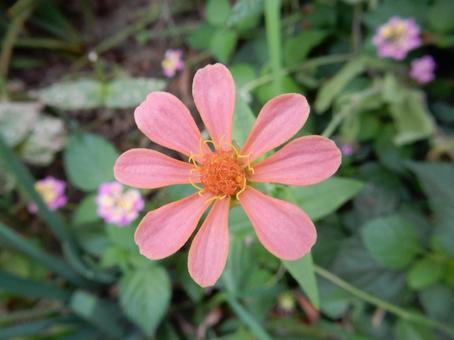 【花の写真】 ヒャクニチソウ（百日草）の写真