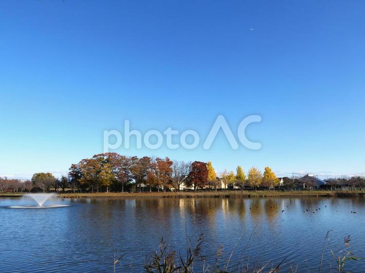 秋の公園の風景 秋,公園,紅葉の写真素材