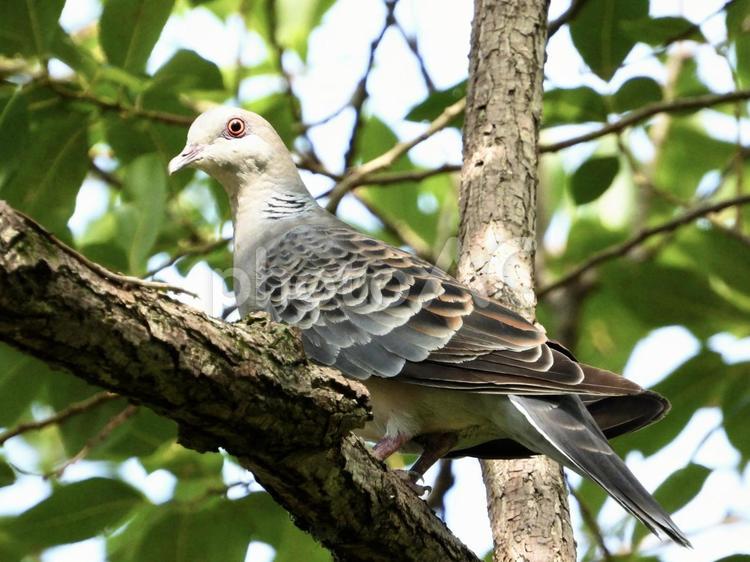 木の上にとまるキジバト 鳥,野鳥,キジバトの写真素材