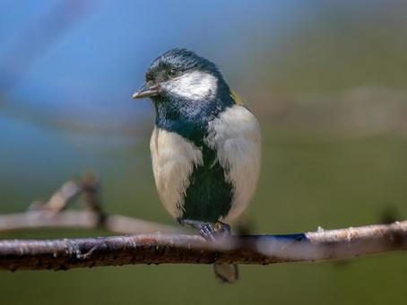 枝にとまるシジュウカラ 枝にとまるシジュウカラ シジュウカラ,野鳥,鳥の写真素材