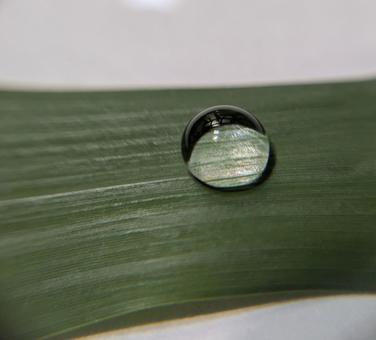 葉と水滴 葉と水滴の写真