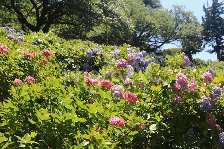 下田城址公園の素晴らしい紫陽花祭り 紫陽花祭り,下田城址公園,紫陽花の写真素材